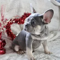 Black Collar, a male French Bulldog for sale in Richland, IA – Photo 4 of 10