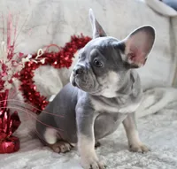 Black Collar, a male French Bulldog for sale in Richland, IA – Photo 4 of 10