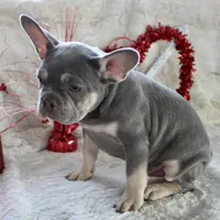 Black Collar, a male French Bulldog for sale in Richland, IA – Photo 9 of 10