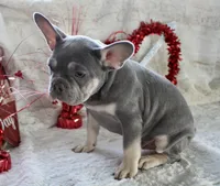 Black Collar, a male French Bulldog for sale in Richland, IA – Photo 9 of 10