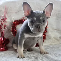 Black Collar, a male French Bulldog for sale in Richland, IA – Photo 1 of 10