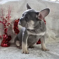 Black Collar, a male French Bulldog for sale in Richland, IA – Photo 8 of 10