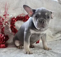 Black Collar, a male French Bulldog for sale in Richland, IA – Photo 6 of 10