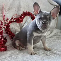 Black Collar, a male French Bulldog for sale in Richland, IA – Photo 2 of 10