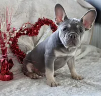 Black Collar, a male French Bulldog for sale in Richland, IA – Photo 2 of 10