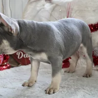 Black Collar, a male French Bulldog for sale in Richland, IA – Photo 10 of 10