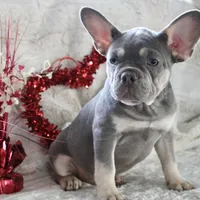 Black Collar, a male French Bulldog for sale in Richland, IA – Photo 7 of 10