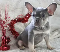 Black Collar, a male French Bulldog for sale in Richland, IA – Photo 7 of 10