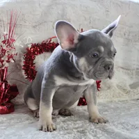 Black Collar, a male French Bulldog for sale in Richland, IA – Photo 5 of 10