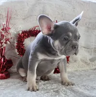 Black Collar, a male French Bulldog for sale in Richland, IA – Photo 5 of 10