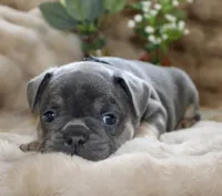 Black Collar , a male French Bulldog for sale in Richland, IA – 4 of 6