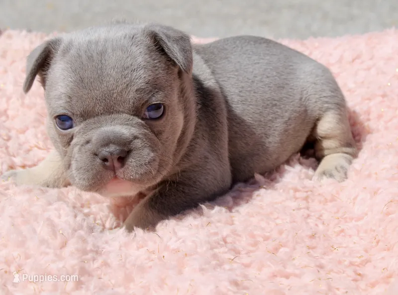 Teal Collar  – French Bulldog puppy for sale in Richland, IA