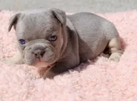 Teal Collar , a female French Bulldog for sale in Richland, IA – 1 of 6
