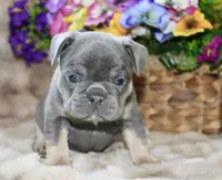 Black Collar , a male French Bulldog for sale in Richland, IA – 2 of 6