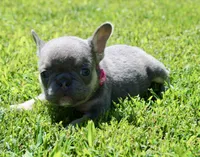 Pink Collar , a female French Bulldog for sale in Richland, IA – 4 of 6