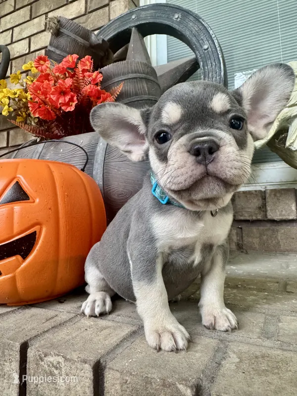Baby Blue Collar  – French Bulldog puppy for sale in Richland, IA