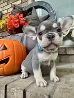 Baby Blue Collar , a female French Bulldog for sale in Richland, IA – 1 of 6