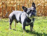 Pink Collar , a female French Bulldog for sale in Richland, IA – 6 of 6