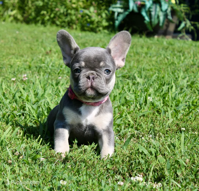 Pink Collar  – French Bulldog puppy for sale in Richland, IA