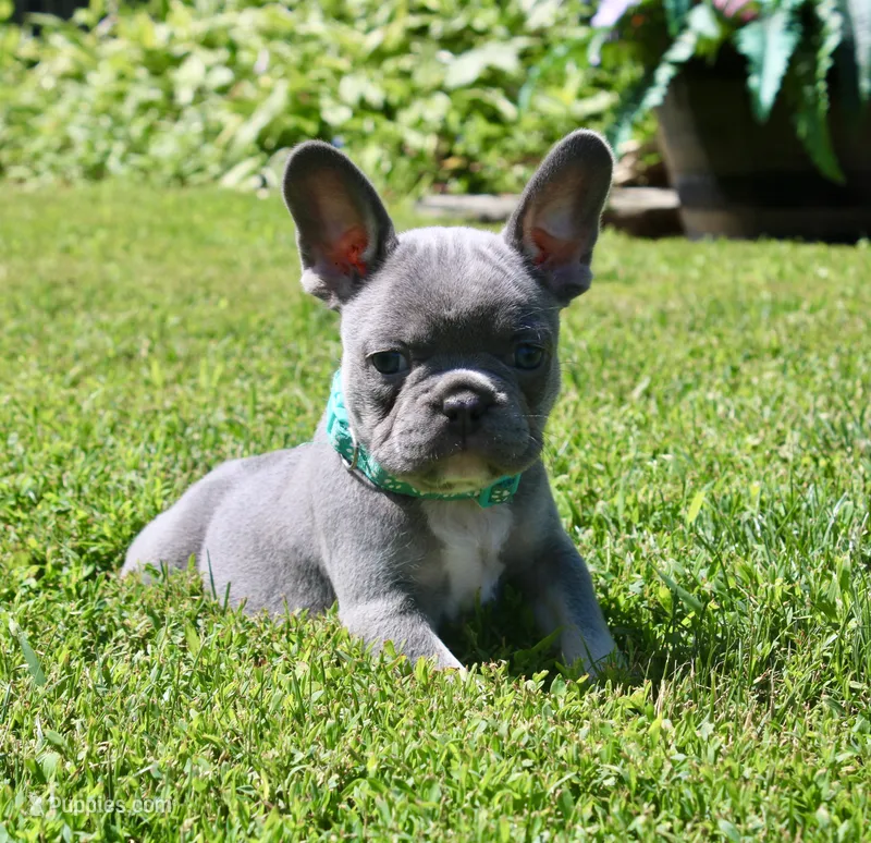 Teal Collar  – French Bulldog puppy for sale in Richland, IA