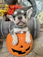 Baby Blue Collar , a female French Bulldog for sale in Richland, IA – 6 of 6