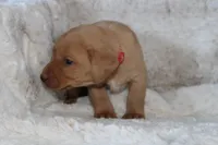 Red Collar , a male Labrador Retriever for sale in Richland, IA – Photo 8 of 10