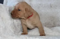 Red Collar , a male Labrador Retriever for sale in Richland, IA – Photo 7 of 10