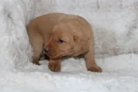 Red Collar , a male Labrador Retriever for sale in Richland, IA – Photo 3 of 10