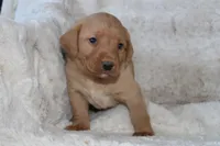 Red Collar , a male Labrador Retriever for sale in Richland, IA – Photo 1 of 10