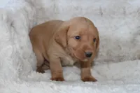 Red Collar , a male Labrador Retriever for sale in Richland, IA – Photo 4 of 10