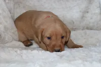 Red Collar , a male Labrador Retriever for sale in Richland, IA – Photo 2 of 10