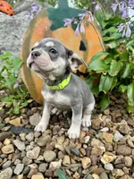 Lime Green Collar , a female French Bulldog for sale in Richland, IA – 6 of 6