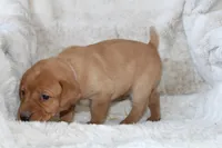 Purple Collar , a female Labrador Retriever for sale in Richland, IA – Photo 6 of 10