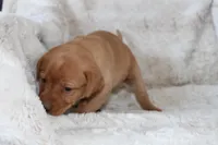 Purple Collar , a female Labrador Retriever for sale in Richland, IA – Photo 3 of 10