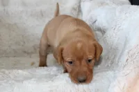 Purple Collar , a female Labrador Retriever for sale in Richland, IA – Photo 5 of 10