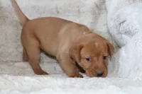 Purple Collar , a female Labrador Retriever for sale in Richland, IA – Photo 2 of 10