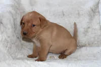 Purple Collar , a female Labrador Retriever for sale in Richland, IA – Photo 8 of 10