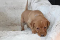 Purple Collar , a female Labrador Retriever for sale in Richland, IA – Photo 4 of 10