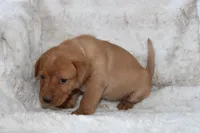 Purple Collar , a female Labrador Retriever for sale in Richland, IA – Photo 7 of 10