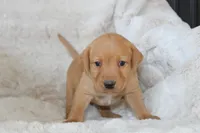 Green Collar , a male Labrador Retriever for sale in Richland, IA – Photo 5 of 10