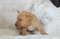 Green Collar , a male Labrador Retriever for sale in Richland, IA – Photo 2 of 10