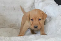 Green Collar , a male Labrador Retriever for sale in Richland, IA – Photo 1 of 10