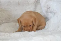 Green Collar , a male Labrador Retriever for sale in Richland, IA – Photo 4 of 10