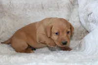 Green Collar , a male Labrador Retriever for sale in Richland, IA – Photo 6 of 10