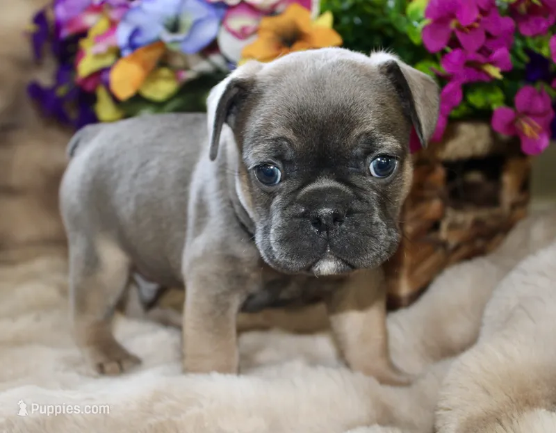 Yellow Collar  – French Bulldog puppy for sale in Richland, IA