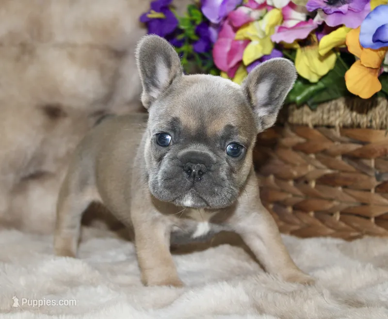 Blue Collar  – French Bulldog puppy for sale in Richland, IA