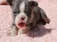 Red Collar , a female French Bulldog for sale in Richland, IA – 3 of 6
