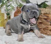 Black Collar , a male French Bulldog for sale in Richland, IA – Photo 4 of 6