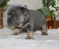 Black Collar , a male French Bulldog for sale in Richland, IA – Photo 2 of 6