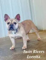 Black Collar , a male French Bulldog for sale in Richland, IA – Photo 5 of 6